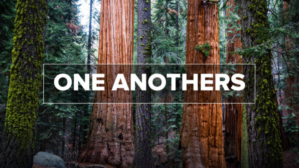 Bear With One Another Image